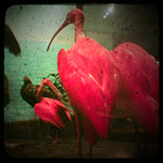 Ibis by Connie Toebe